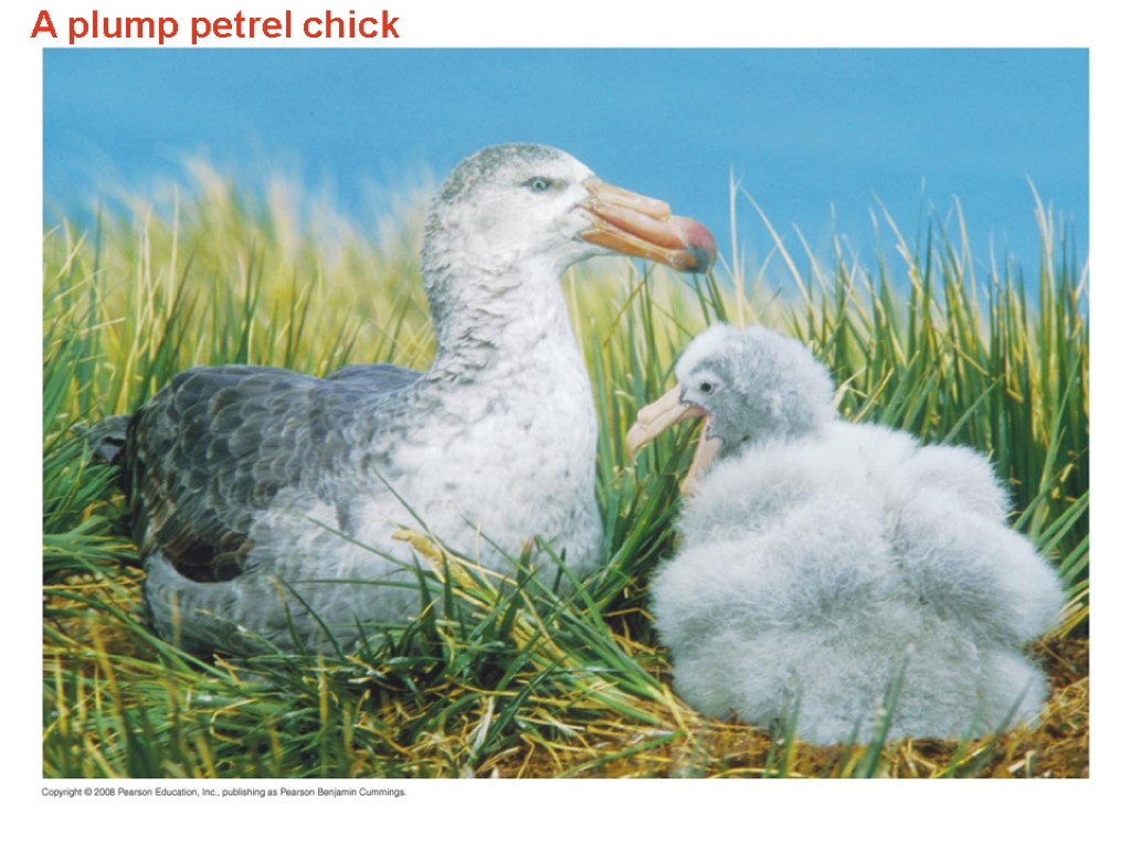 A plump petrel chick